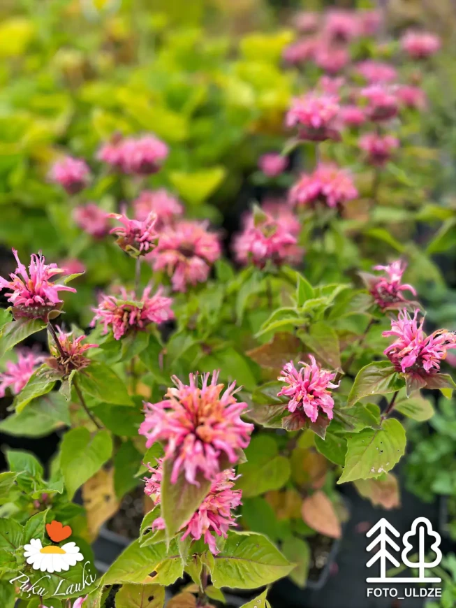 Monarda   BEE-LIEVE = 'Mon0004bli'